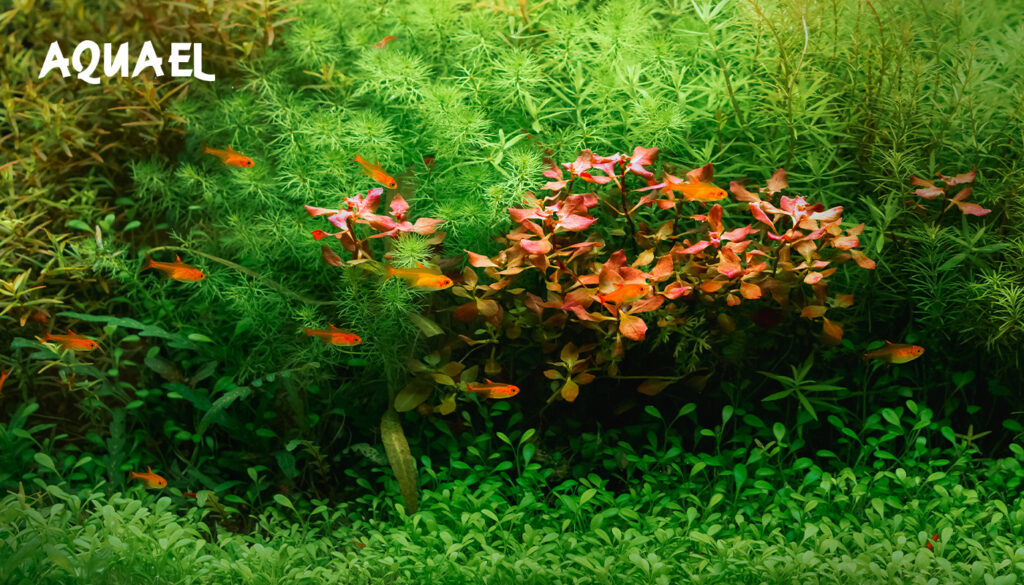 Первые растения в аквариуме