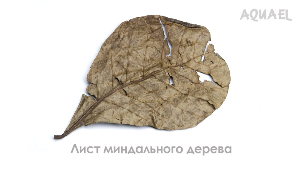 Лист миндального дерева для акариума