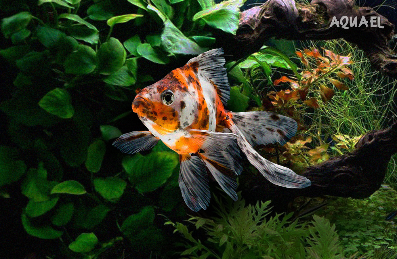 Золотая рыбка