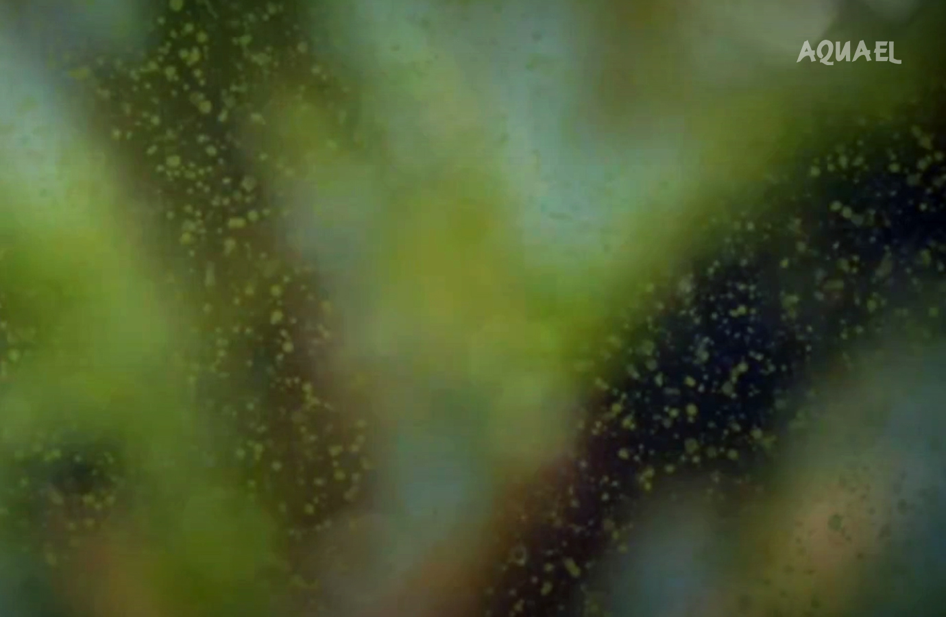 Ксенококкус