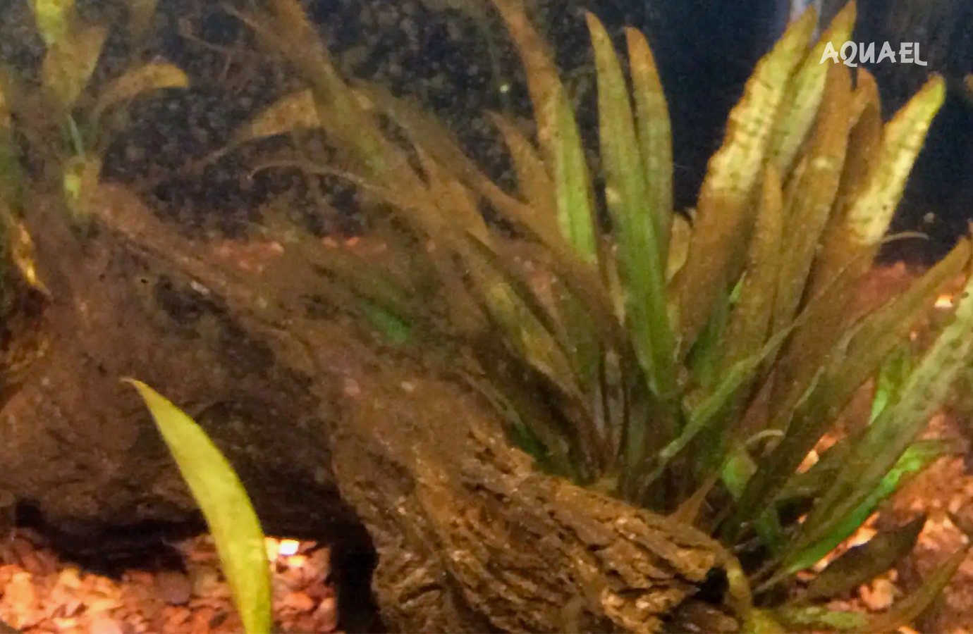 Диатомовые водоросли