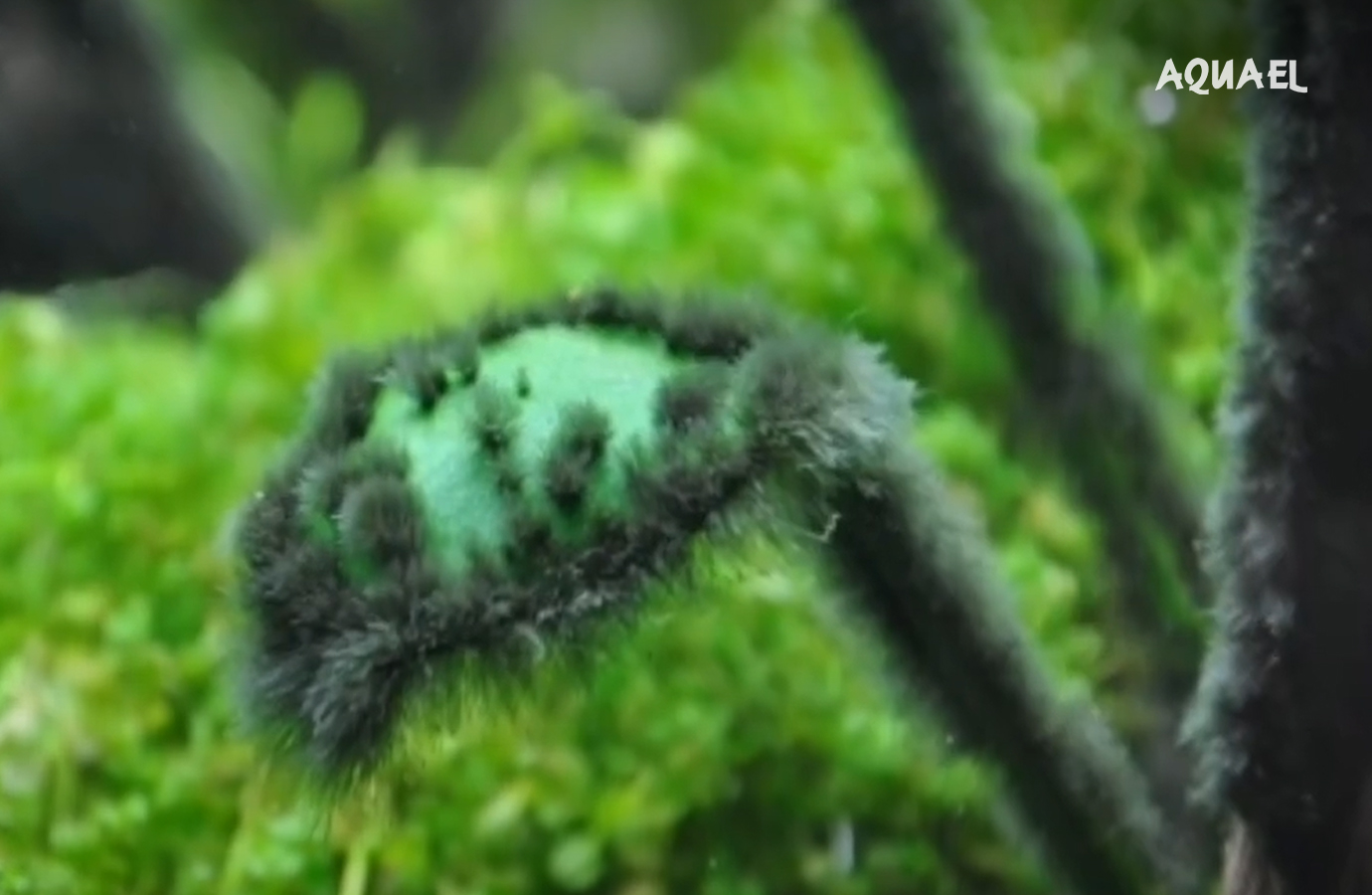 Чёрная борода