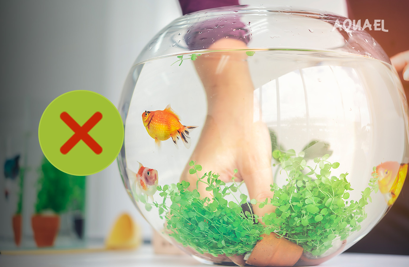 Плохой вариант аквариума для рыбок