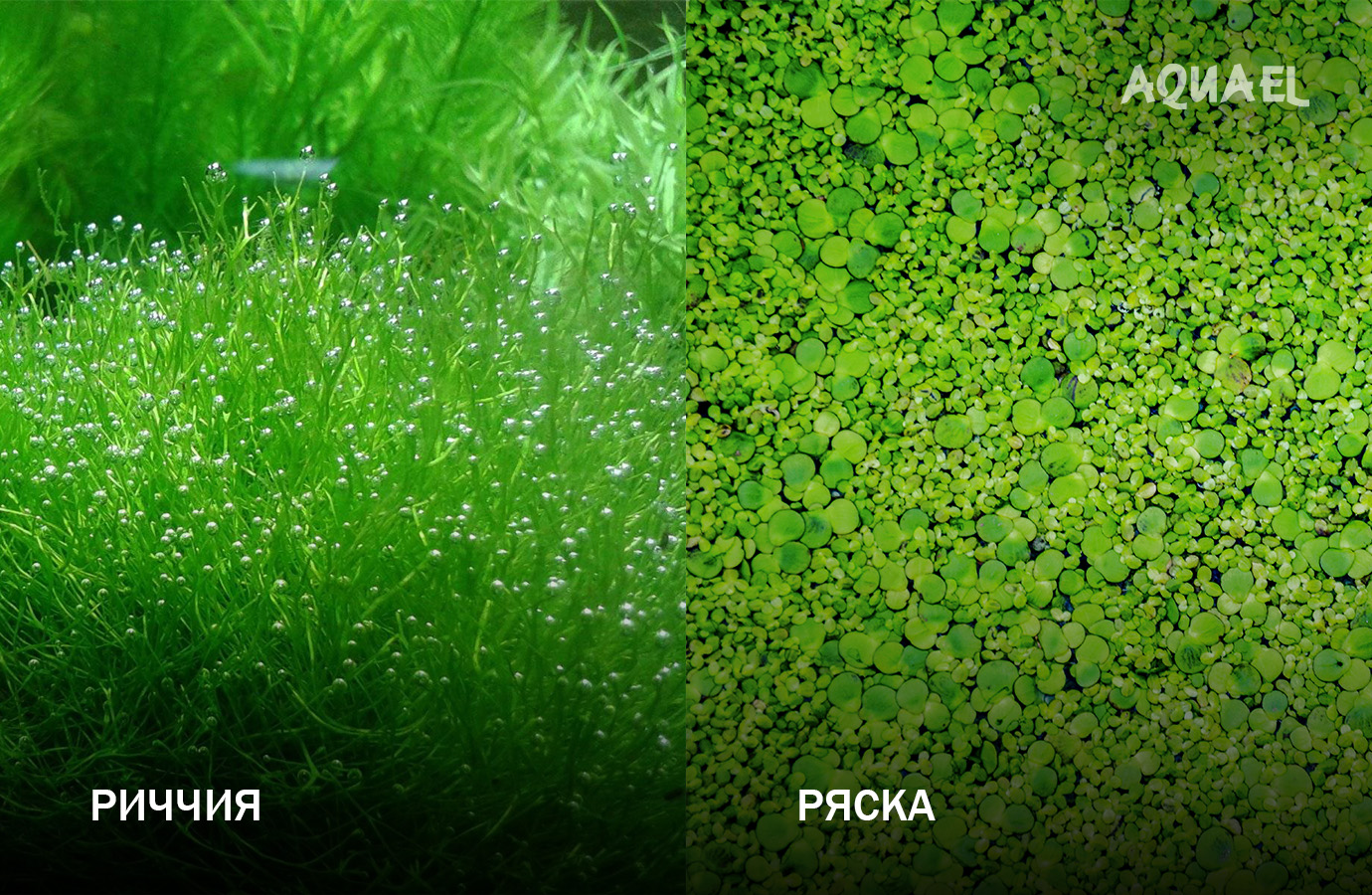 Растения - ряска и риччия