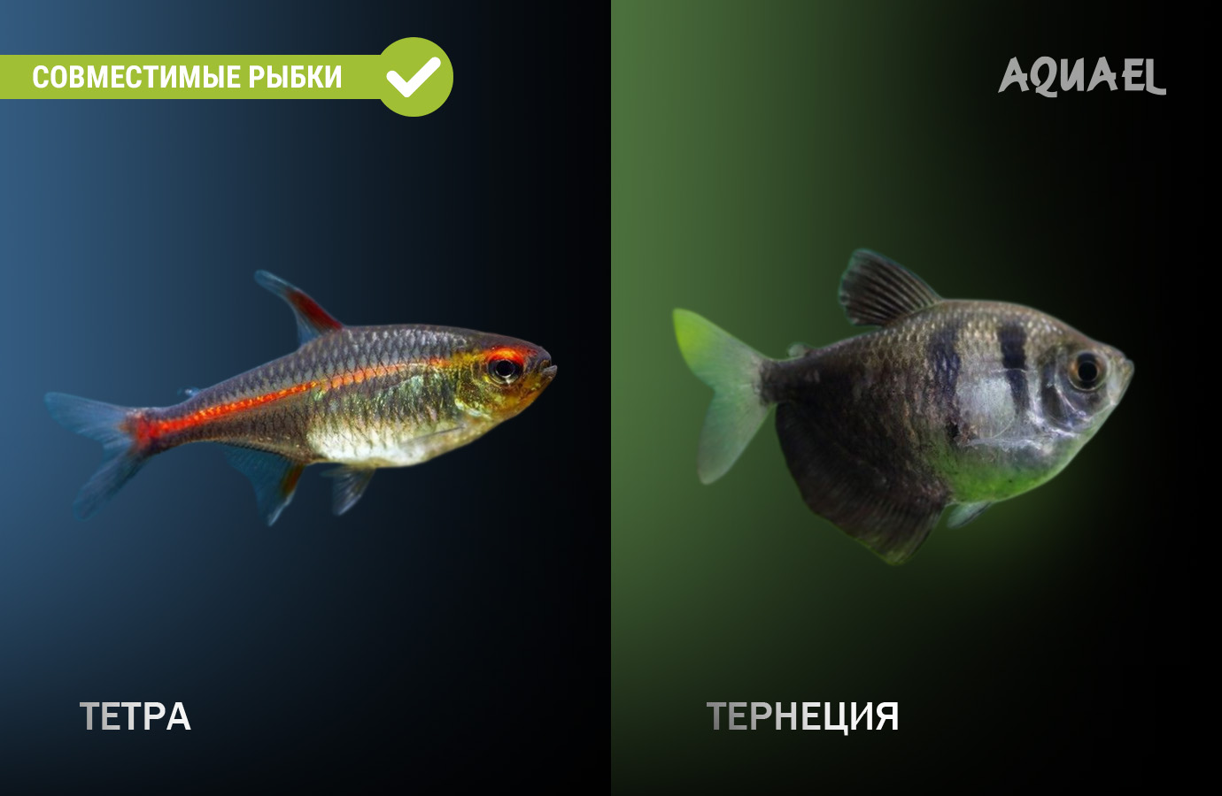 Теренция и тетра рыбки