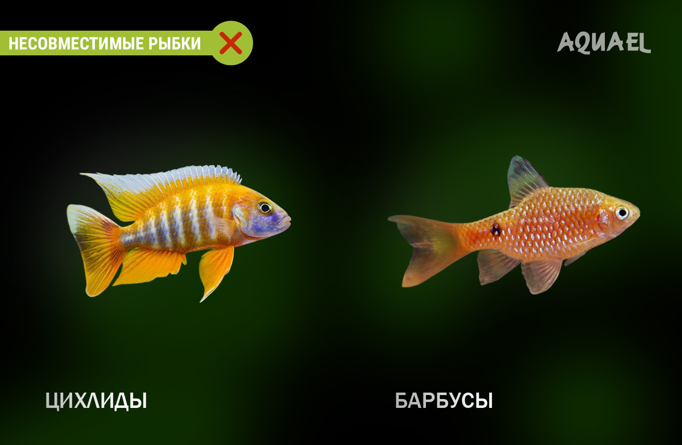 Цихлиды и барбусы несовместимы 