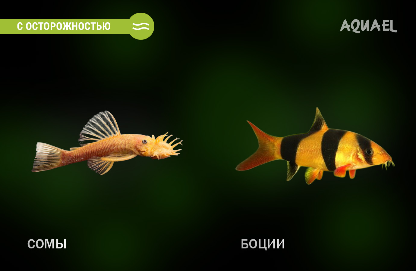Сомы и боции - с осторожностью
