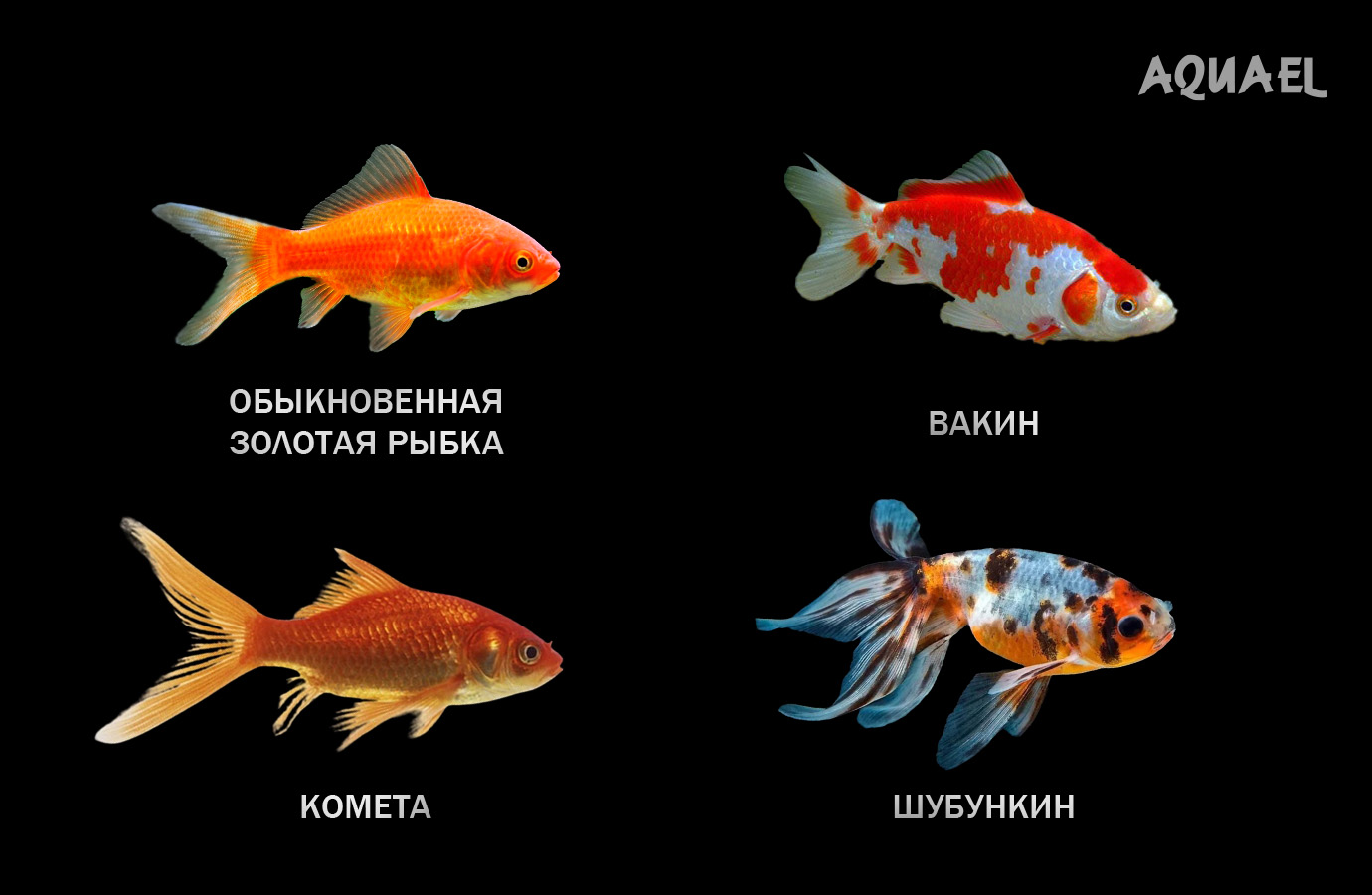 Вакин, Шубункин, Комета 