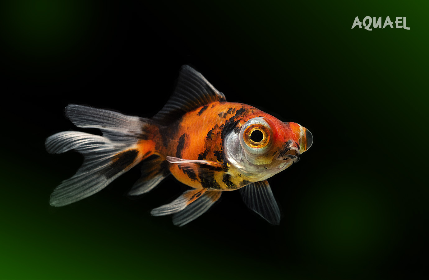 Телескоп бабочка рыбка