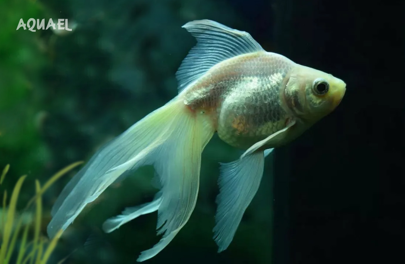 Рыбка Вуалехвост