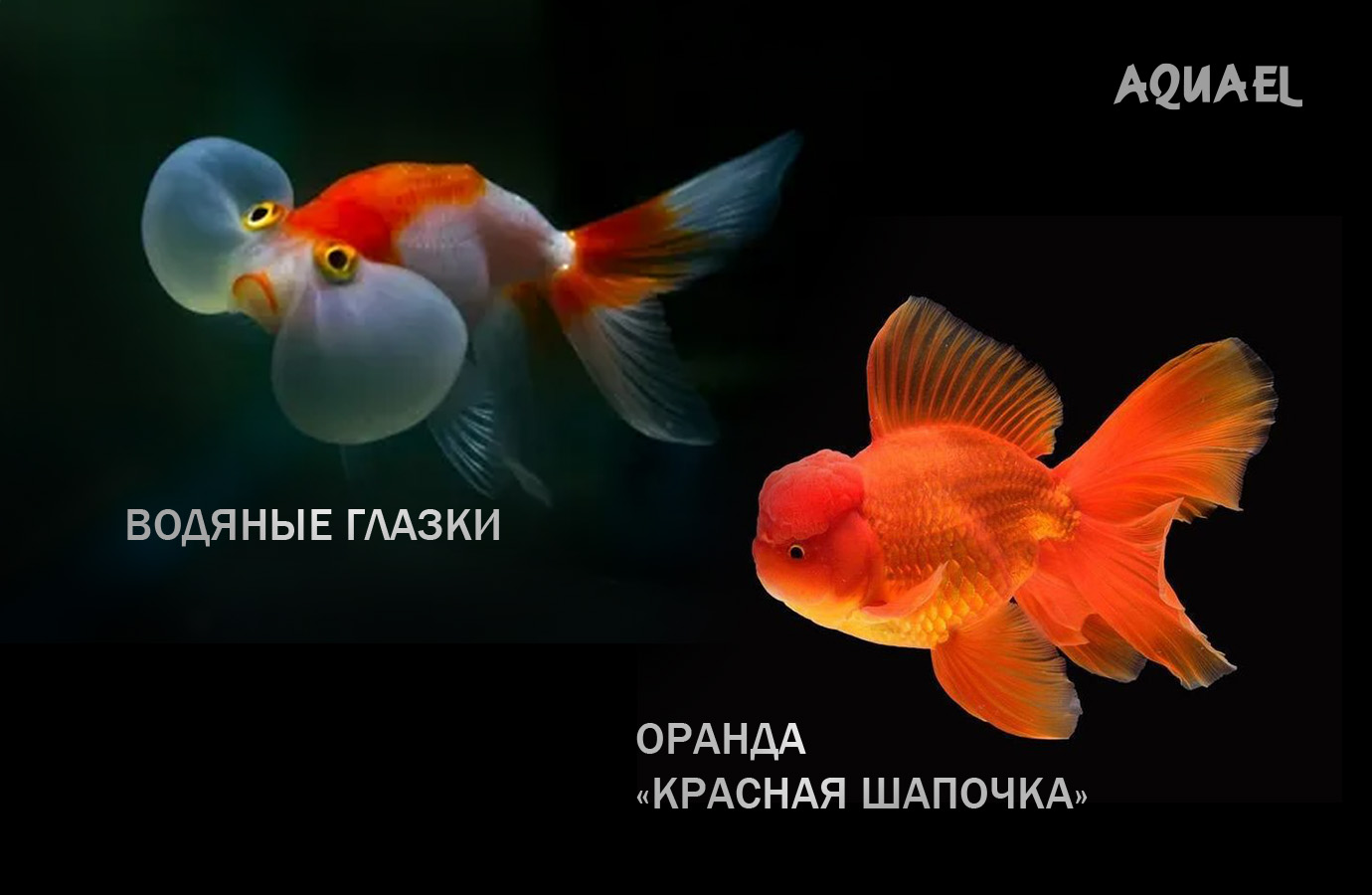 Водяные глазки , Красная шапочка