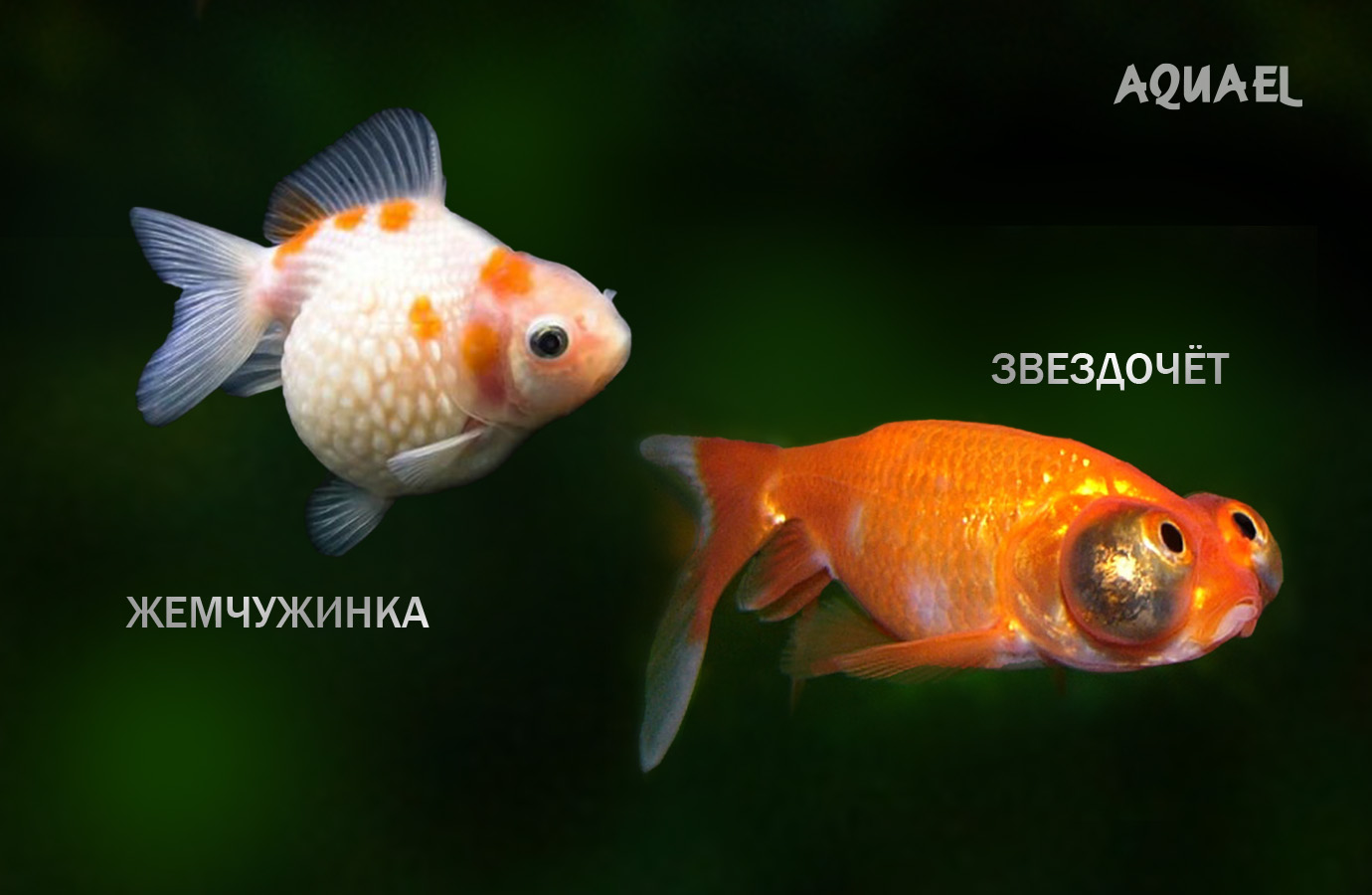 Звездочёт, Жемчужинка