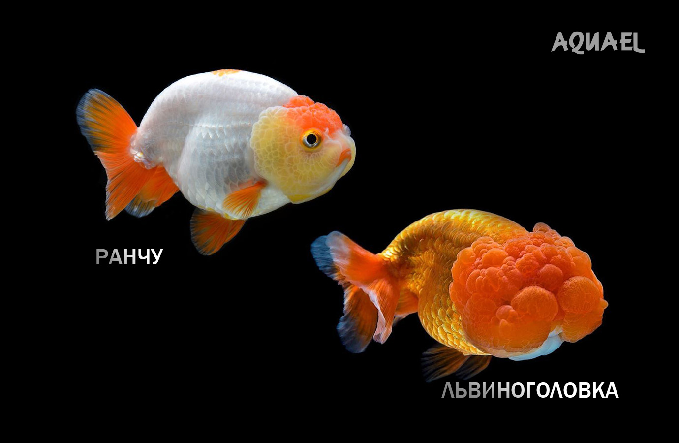 Львиноголовка, Ранчу