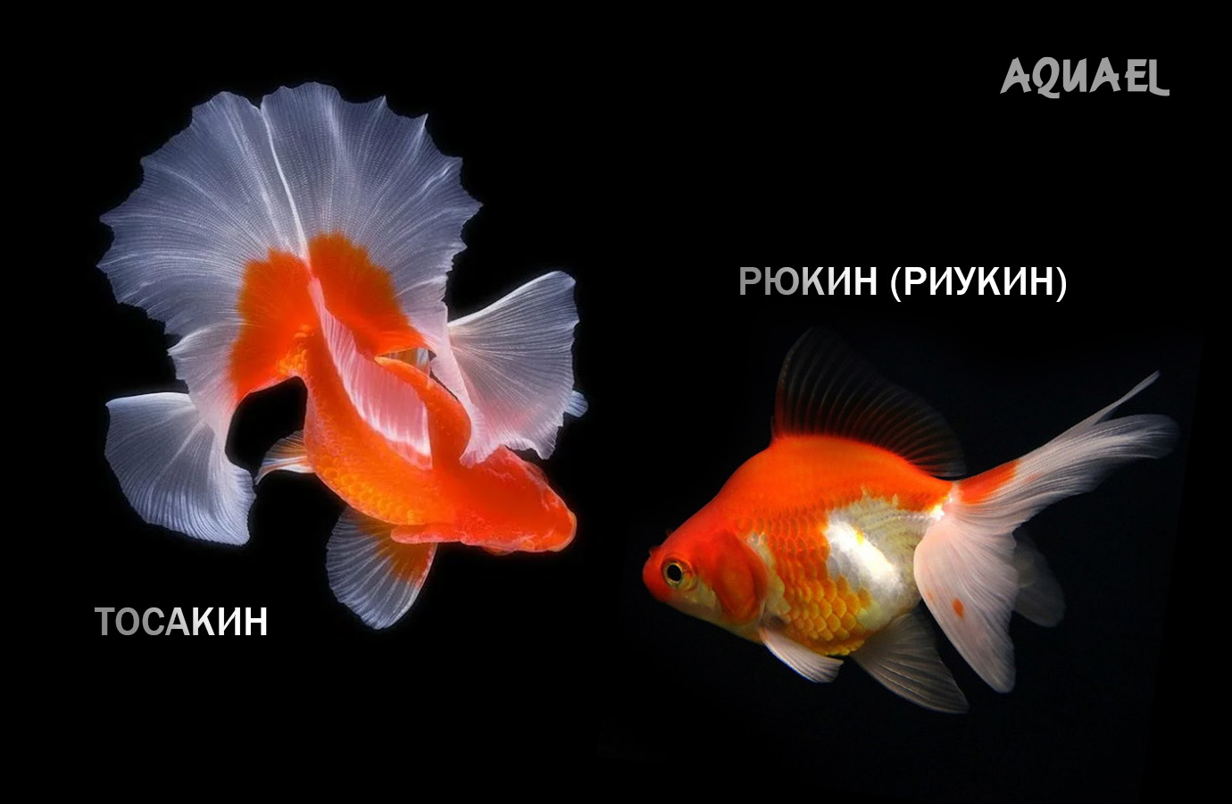 Тосакин, Рюкин