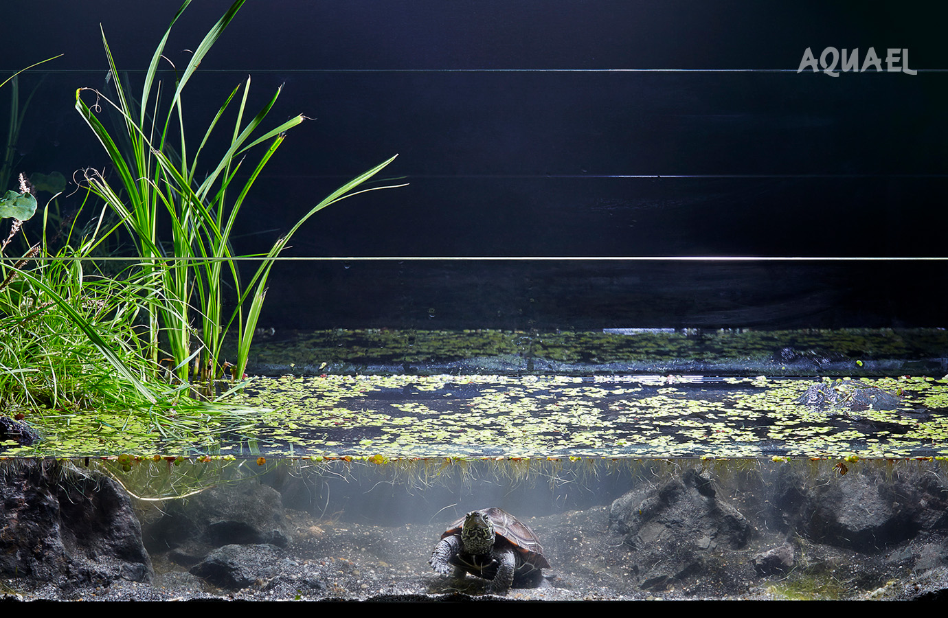 Лампа накаливания не только светит, но и греет, что важно для черепах Лампа накаливания для террариума