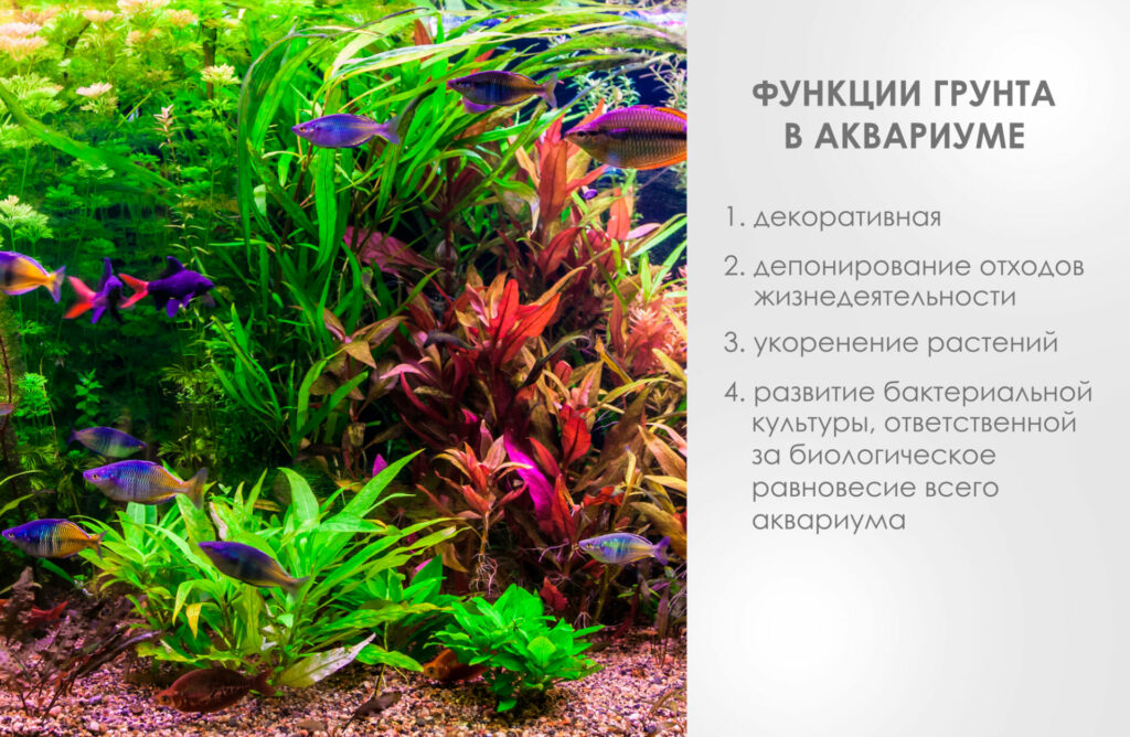 Особенности использования грунта Акваель в аквариуме