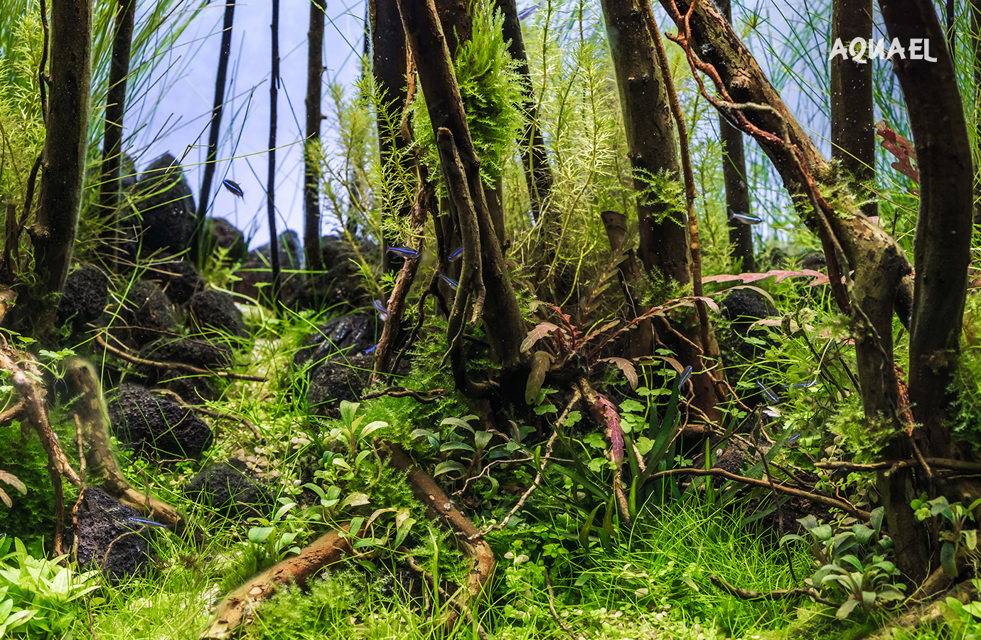 Прозрачная вода без примесей и водорослей