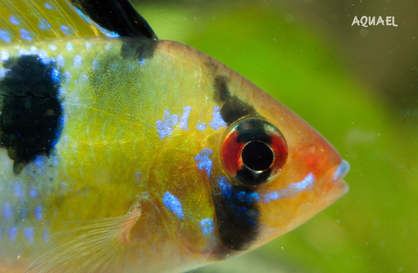 Защита жарб