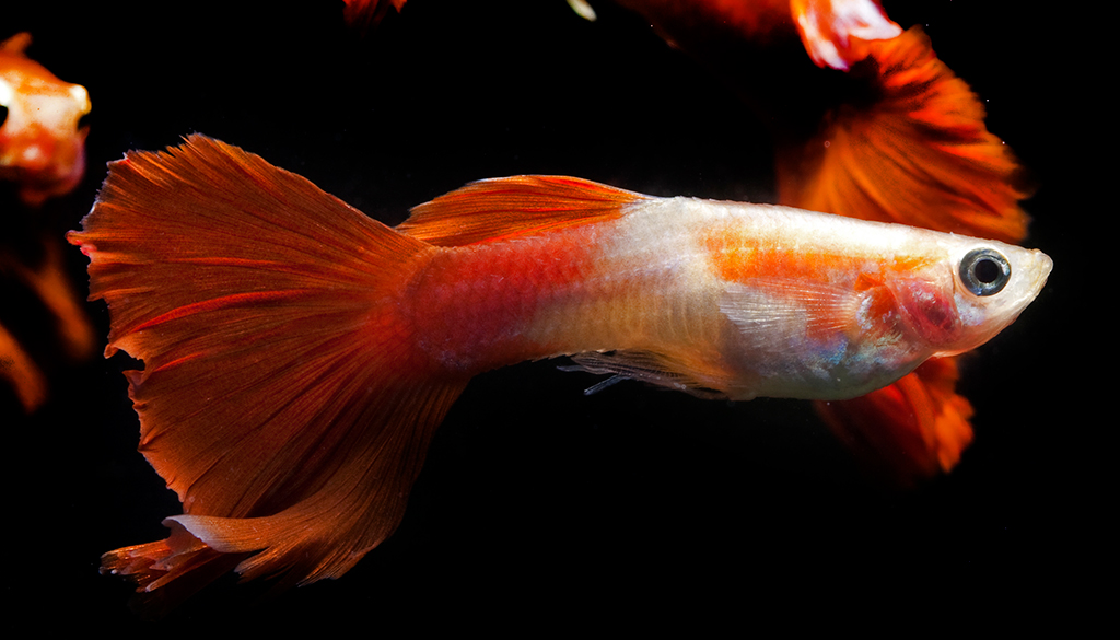 Гуппи Внешний вид рыбки