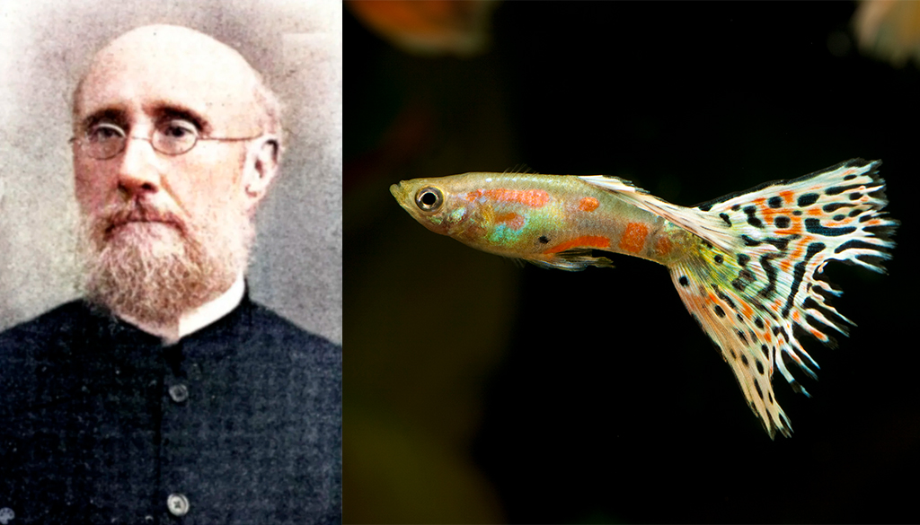 Открыватель рыбки Гуппи