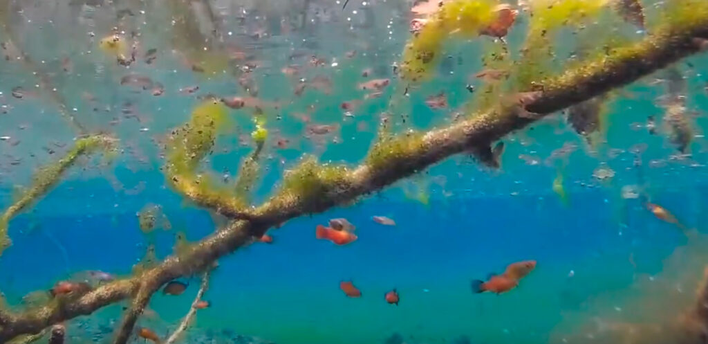 Рыбка в естественной среде обитания