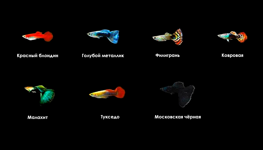 Виды рыбок с красивым окрасом