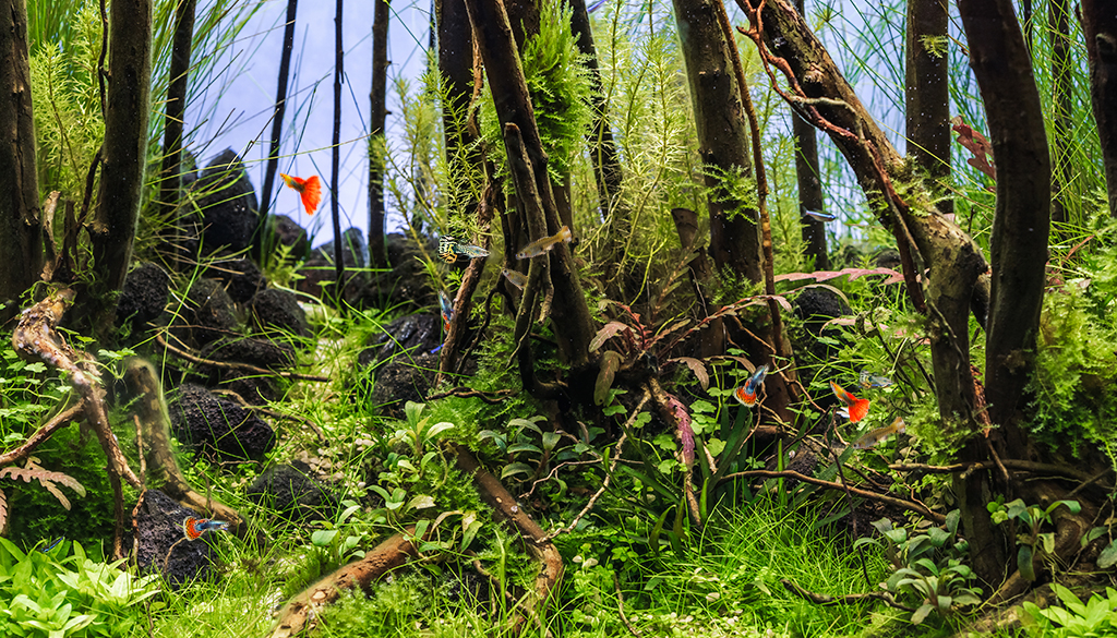 Украшения аквариума на зеленью