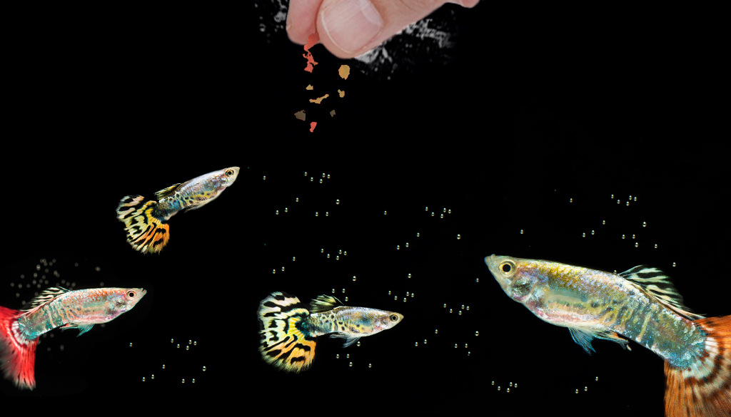 Корм для рыбок