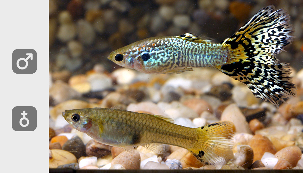 Самка и самец рыбки