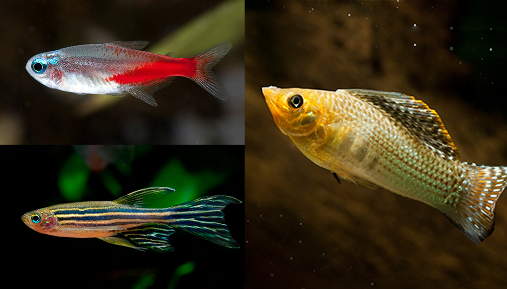 Рыбка отлично уживается с другими видами