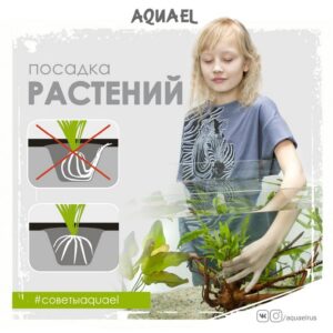 Сажаем растения в аквариум верно