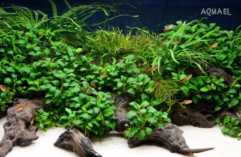 Правильно посаженные растения залог красоты