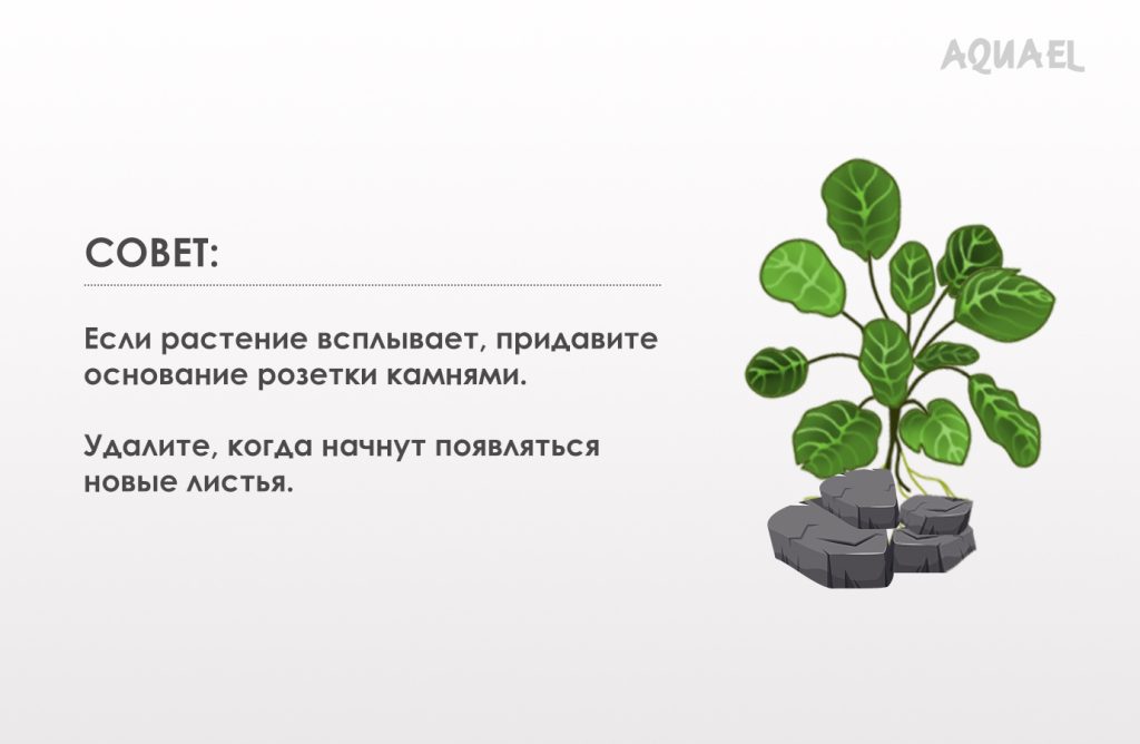 Закрепляйте растение, удаляйте новые листы