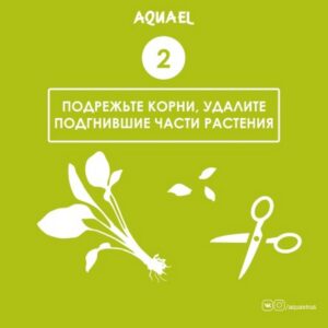 Этап 2. Подрезать корни