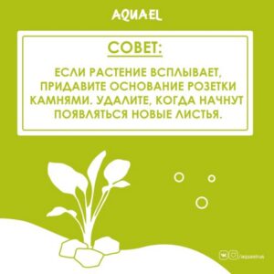 Как верно посадить растения