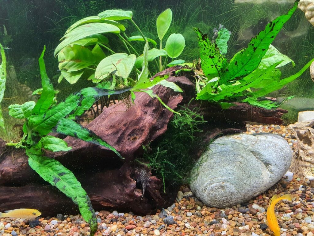Посаженные растения в аквариуме