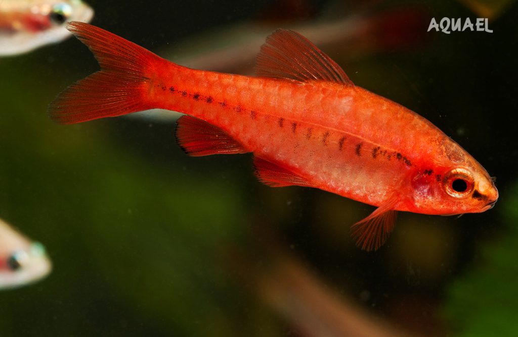 Вишневый барбус (лат. Puntius titteya)