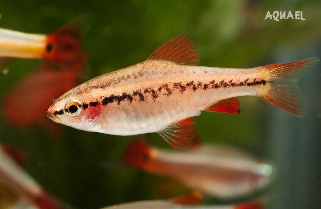 Яркая окраска будет при верном питании, воде, температуре