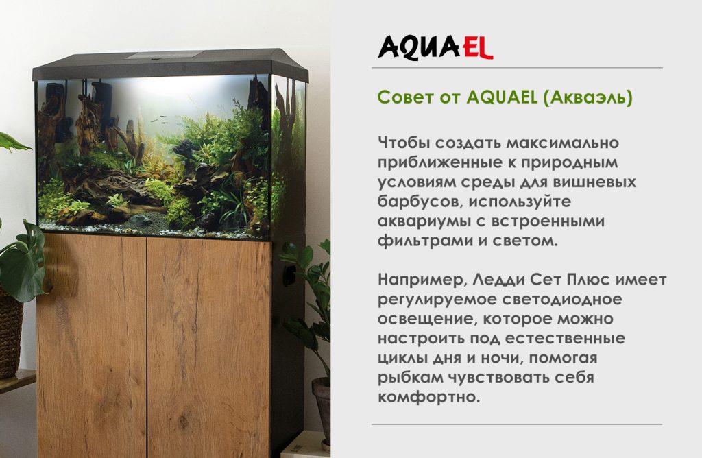 Советы по рыбке барбус