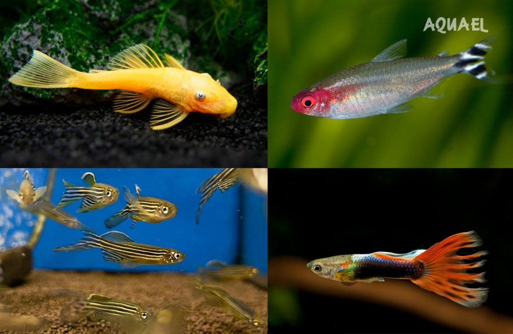Совместимые с барбусом рыбки