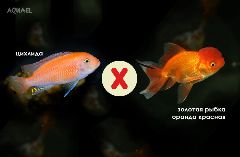 Хищные рыбки могут съесть неонов