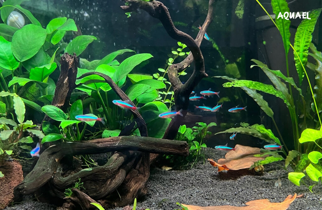 Содержание красных неонов аквариуме