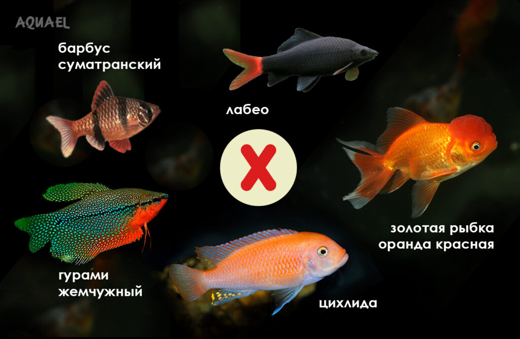 Опасные для неонов рыбки