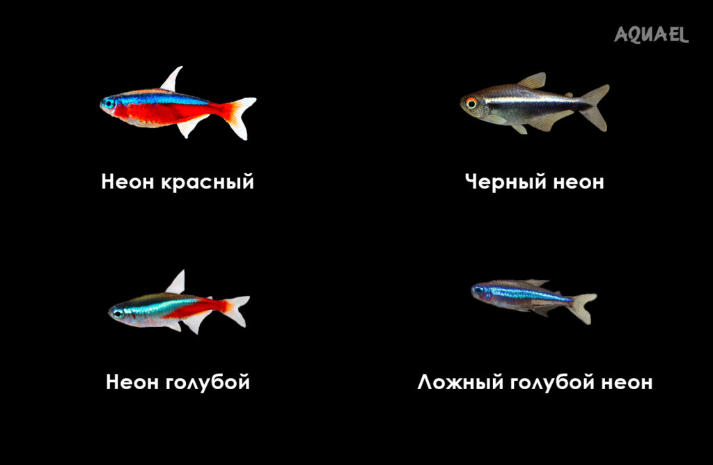 Видео неонов