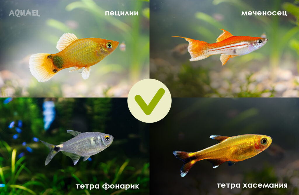 Совместимость рыбок и неонов