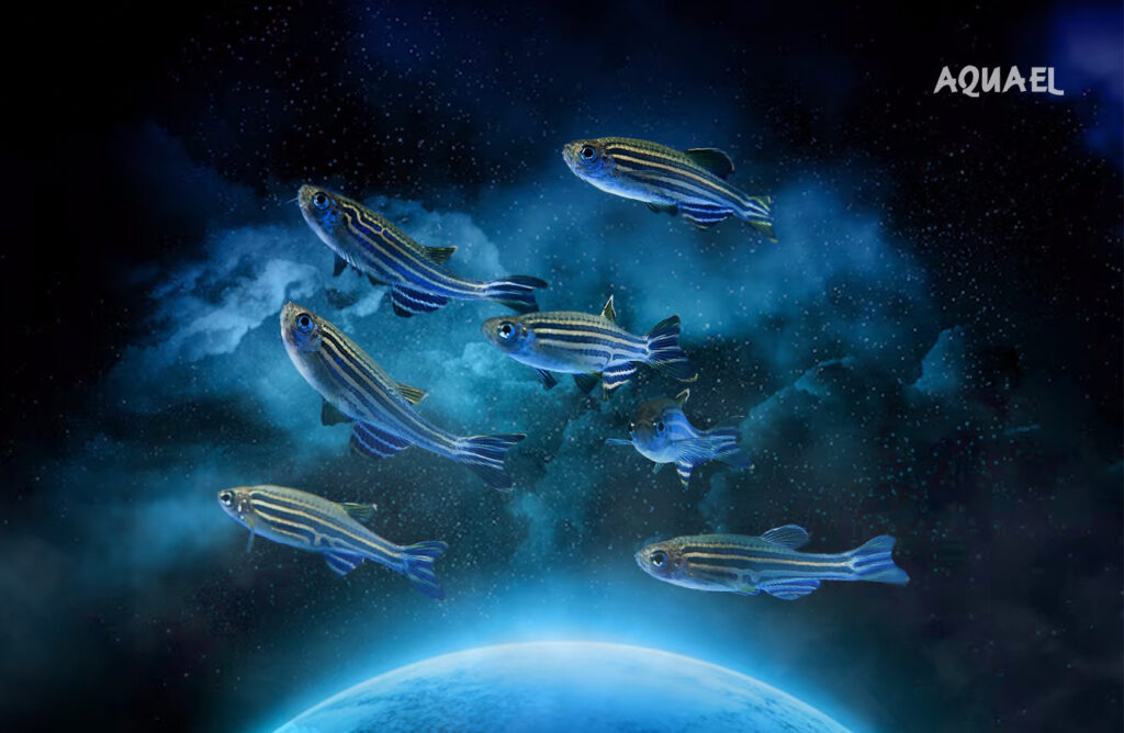 Danio в космосе