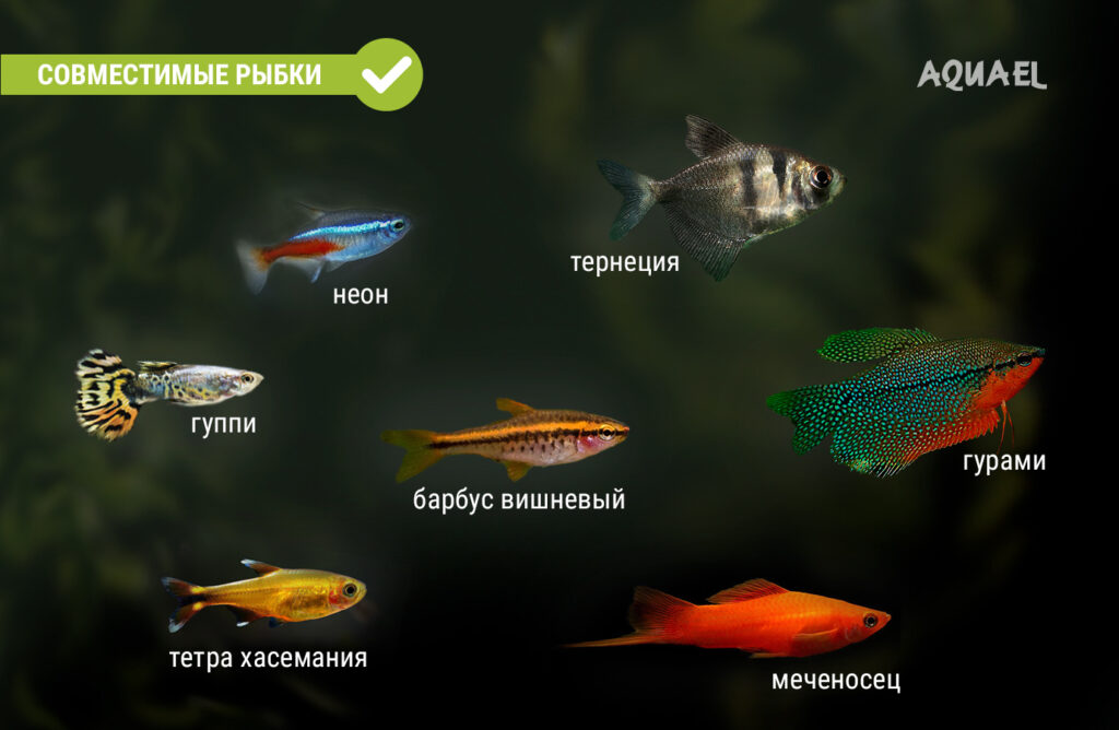 Совместимы с Danio rerio