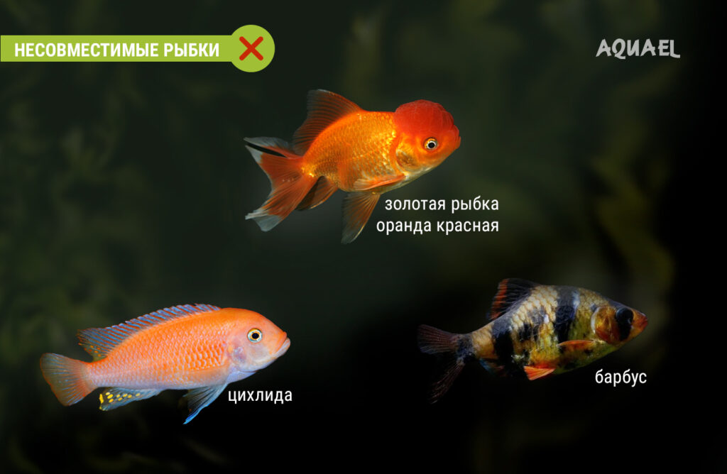Золотая рыбка, барбус, цизлида могут съест Данио.