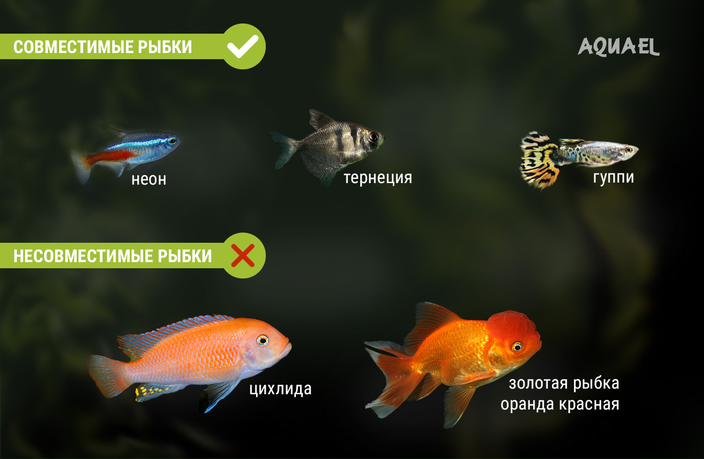 Не рекомендуется содержание с хищными цихлидами, золотыми рыбками