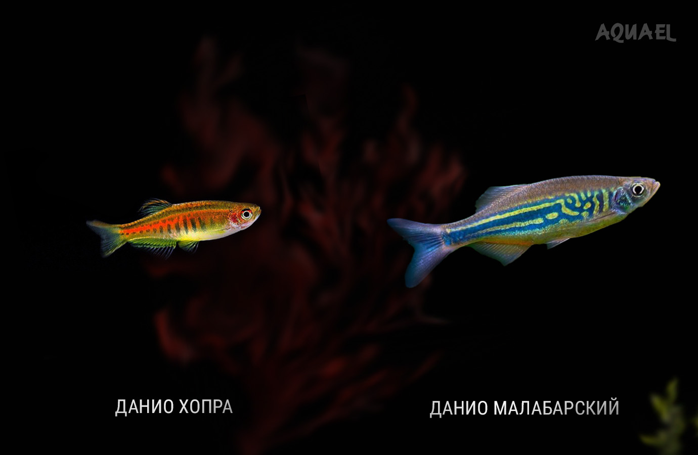 Вид Малабарский и Хопра